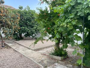 a row of orange trees in an orchard at La Vieja Casa PUYDUFOU cerca de Toledo in Cobisa