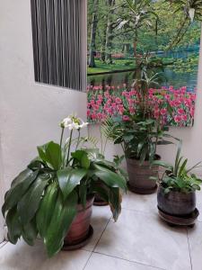 drei Topfpflanzen neben einem Blumengemälde in der Unterkunft Hospedaje El Jardín in Lima