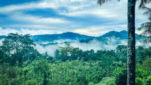 a view of a forest with clouds in the mountains at Arabica Homestay in Somvārpet