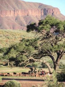 Una manada de animales bajo un árbol con montañas al fondo. en Aubures Camp, en Helmeringhausen
