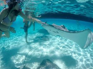 a woman in the water with a whale shark at B & Bee Wild Island - Nature Song in Fare +25 photos