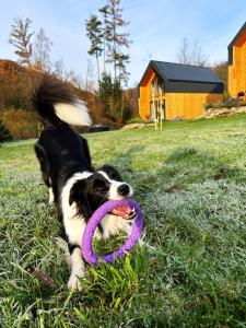 a dog laying in the grass with a purple frisbee in its mouth at Hill & Chill Kudowa Zdrój in Kudowa-Zdrój