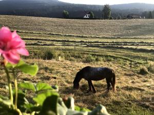 ル・ホーヴァルトにあるLa Maison d Ange Louのピンクの花が咲く野原で草を食む黒い馬 +6枚の写真