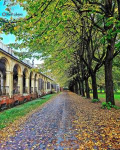a tree lined road with leaves on the ground at Indipendent Studio Apartment near metro - Monolocale indipendente vicinissimo metro in Collegno