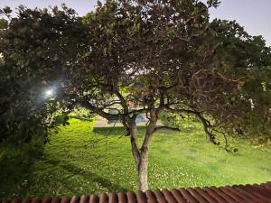 un árbol en un patio con un campo verde en Chácara recanto do girassol, en Aquiraz