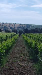 Foto sihtkohas Montegrosso asuva majutusasutuse B&B Biobonizio PIERLUIGI galeriist +33 fotot