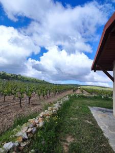 Foto sihtkohas Montegrosso asuva majutusasutuse B&B Biobonizio PIERLUIGI galeriist