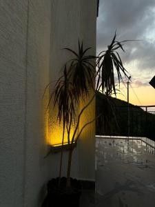 a plant in a pot next to a wall with the sunset at Trabzon villa in Akcaabat