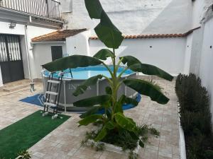 a plant in a courtyard next to a swimming pool at "Casa Grande"de Como En Casa in Don Benito