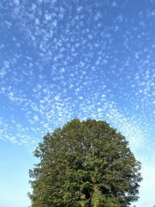 a tree in front of a blue sky with clouds at Noahs Ark Shepherds Hut in Launceston