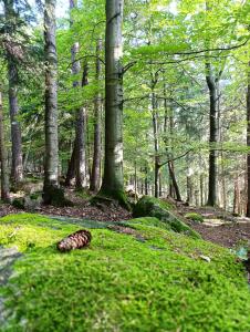 斯克拉斯卡波伦巴Furtka do Lasu的森林草地上的松果