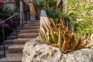 a plant on a rock next to some stairs at George's rooms in Stari Grad