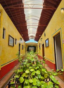 a hallway with a bunch of plants in a building at Hotel Sauces Celaya in Celaya +8 photos