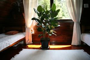 una planta en un jarrón sentado frente a una ventana en Durmitor Chalet, en Žabljak