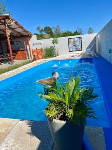 Un pájaro posado en una planta junto a una piscina. en COMPLEJO AyH, en Malagueño