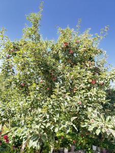 Gallery image of Eco house in Bokonbayevo