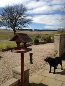 Ein schwarzer Hund steht neben einem Vogelfutter in der Unterkunft Eastwood Cottage in Turriff