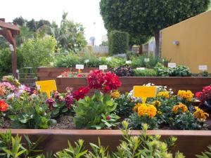 a display of colorful flowers in a garden at The Cookbook Gastro Boutique Hotel & SPA in Calpe