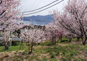 a group of trees with pink flowers on them at Setouchi Hitotsuru HITOTSURU - Vacation STAY 13561v in Onomichi