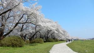 a group of people walking down a path with flowering trees at Guesthouse Hikobae - Vacation STAY 13657v in Kitakami