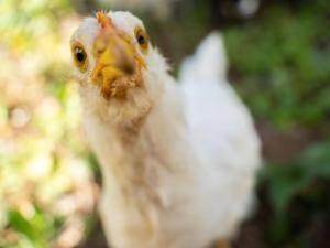 Άλλα ζώα σε αυτός ο ξενώνας ή στη γύρω περιοχή