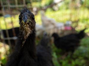 Άλλα ζώα σε αυτός ο ξενώνας ή στη γύρω περιοχή +162 φωτογραφίες