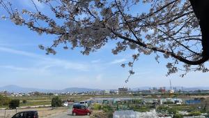 einen Kirschbaum mit weißen Blumen darauf in der Unterkunft Kaoru xiang po po inn - Vacation STAY 17487v in Kyoto