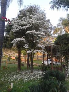a tree with white flowers in a park at Pousada Toledo in Cunha