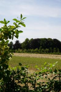 a field of grass with trees in the background at Maison Toulouse in Affligem