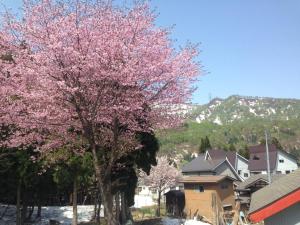 a tree with pink flowers in front of a house at Arimaya - Vacation STAY 14255v in Mitsumata