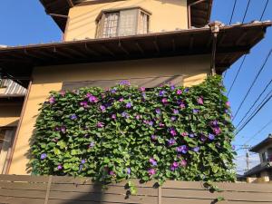 Сад в KOTO TEA HOUSE - Vacation STAY 12808