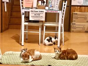 three cats sitting on the floor in a room at Misato Memorial Hall - Vacation STAY 61405v in Hirakawa +8 photos
