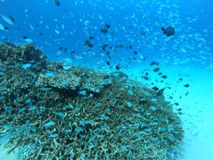 Zvířata v penzionu – hostince nebo okolí + 23 fotografií