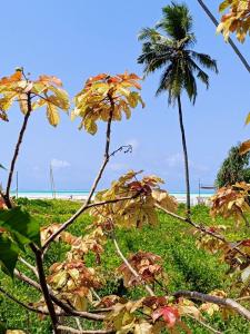 ジャンビアニにあるHakuna Matata Bungalowsのギャラリーの写真