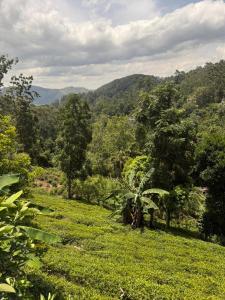a view of a lush green field with mountains in the background at Pink House Ella in Ella
