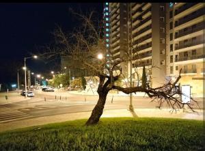 a tree in the middle of a street at night at Casa da Ruben Lisboa in Lisbon