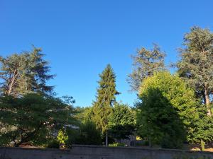 a group of trees with a blue sky in the background at Il Giardino Segreto in Alba