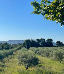 ein Grasfeld mit Bäumen im Hintergrund in der Unterkunft Maison de charme, pleine nature in Saint-Côme-et-Maruéjols + 2 Fotos