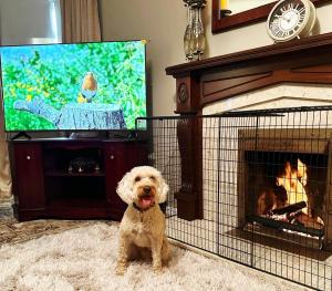a dog sitting in front of a fireplace with a tv at Red Robin Cottage in Castlewellan
