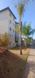 una palmera delante de un edificio en Apto familiar inteiro para seu uso, en Belo Horizonte