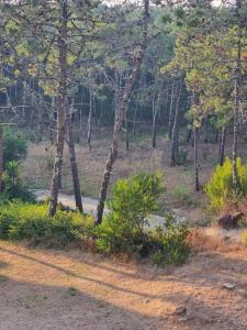 a dirt road in a forest with trees at Apartamento Brisa in Viana do Castelo