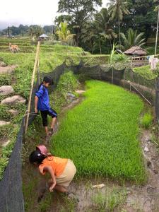 Fotografie z fotogalerie ubytování Gunung baru homestay v destinaci Senaru