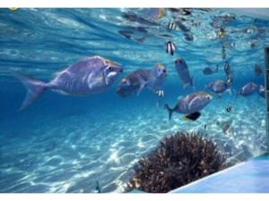 a group of fish swimming in the water at Oasis Wadaura - Vacation STAY 85732v in Kamogawa