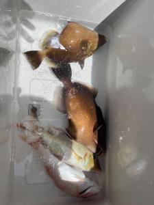 three fish are in a plastic container at Woodville House Kakeromajima - Vacation STAY 70527v in Setouchi +16 photos