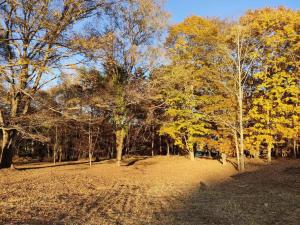 eine Gruppe von Bäumen mit gelben Blättern darauf in der Unterkunft Mori no Komei campsite - Vacation STAY 04454v in Tsumagoi