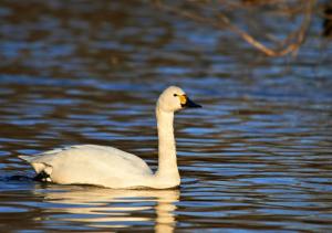 a white swan swimming on a body of water at Glamping Base IZUMO "Lakeside Hot Spring Hotel Kun - Vacation STAY 42020v in Izumo