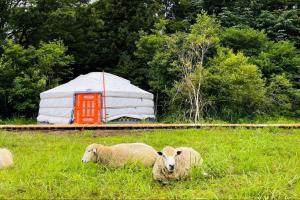three sheep laying in the grass in a field at mini mongolia campsite - Vacation STAY 42128v in Makito