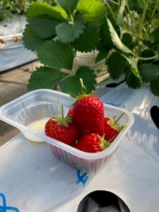 a bowl of strawberries sitting on a table at Wine Inn Tomu - Vacation STAY 08036v in Katsunuma +10 photos