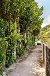 eine von Bäumen gesäumte Straße und ein Zaun in der Unterkunft Kayo BASE in Nago