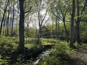 a stream in a forest with trees and plants at Playhouse Conifer - Vacation STAY 24021v in Mikage
